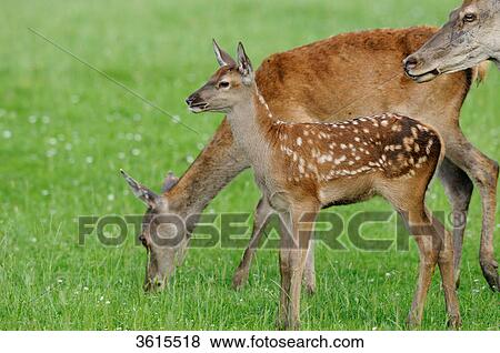 Stock Photo - Three red deers (Cervus elaphus) in a meadow . Fotosearch