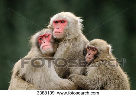 Three Red-faced makaks (Macaca fuscata) embracing each other View Large Photo Image Stock Photo - Three Red-faced makaks (Macaca fuscata) embracing each other . Fotosearch