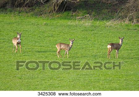 Stock Photo - Three Roe deers (Capreolus capreolus) on a meadow . Fotosearch