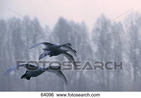 Stock Photograph - Three swans in flight . Fotosearch