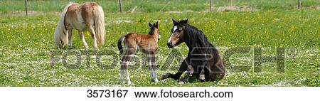 Three Welsh Ponys on paddock View Large Photo Image Stock Photo - Three Welsh Ponys on paddock . Fotosearch