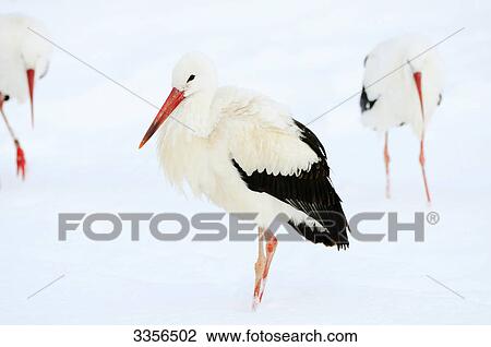 Stock Image - Three White Storks (Ciconia ciconia) in the snow . Fotosearch