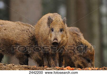 Stock Image - Three Wild Boars (Sus Scrofa) foraging in forest . Fotosearch