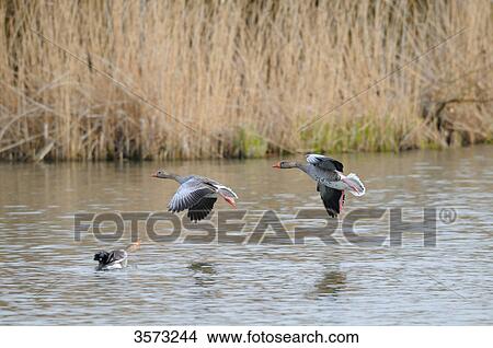 Picture - Three Wild Geese (Anser anser) landing on water . Fotosearch