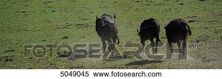 Three wild water buffalos (Bubalus arnee) running in meadow View Large Photo Image Stock Photography - Three wild water buffalos (Bubalus arnee) running in meadow . Fotosearch