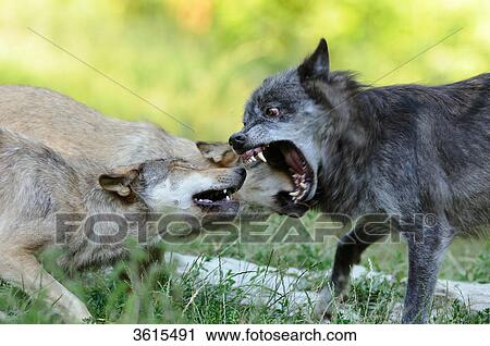 Three wolves (Canis lupus) fighting View Large Photo Image Stock Image - Three wolves (Canis lupus) fighting . Fotosearch