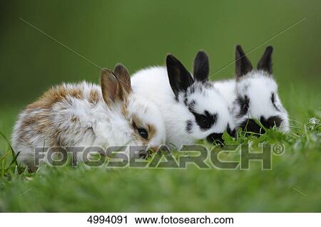 Stock Image - Three young domestic rabbits in grass . Fotosearch