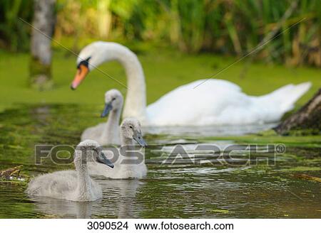 Picture - Three young Mute Swans (Cygnus olor) with mother animal swimming on lake . Fotosearch