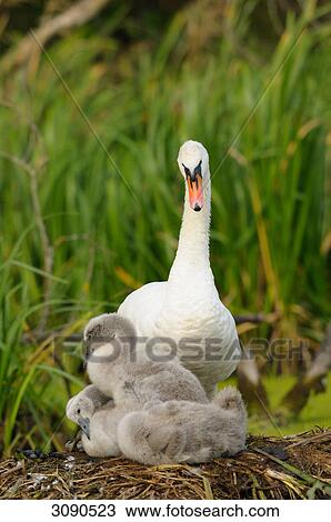 Three young Mute Swans (cygnus olor) with mother animal sitting in nest View Large Photo Image Stock Image - Three young Mute Swans (cygnus olor) with mother animal sitting in nest . Fotosearch
