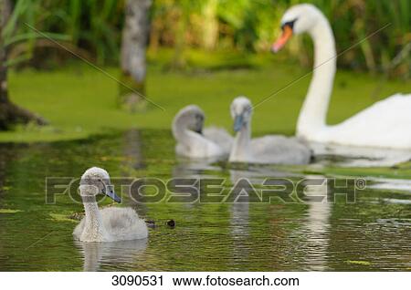 Three young Mute Swans (Cygnus olor) with mother animal swimming on lake View Large Photo Image Stock Image - Three young Mute Swans (Cygnus olor) with mother animal swimming on lake . Fotosearch