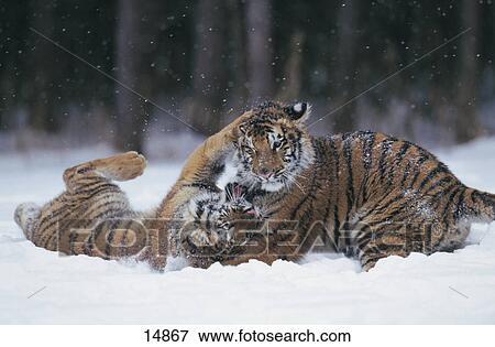 Tiger cubs playing in snow, Central Asia View Large Photo Image Stock Photo - Tiger cubs playing in snow, Central Asia . Fotosearch