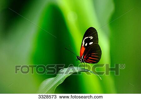 Stock Image - Tiger Longwing (Heliconius hecale) on a leaf, close-up . Fotosearch
