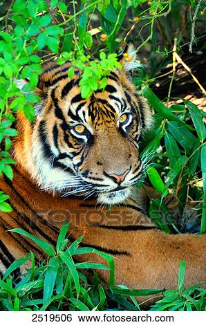 Tiger (Panthera tigris) in forest View Large Photo Image Stock Photograph - Tiger (Panthera tigris) in forest . Fotosearch
