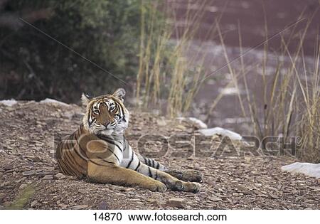 Tiger (Panthera tigris) resting on bank of small lake, Ranthambore National Park, Rajasthan, India View Large Photo Image Stock Image - Tiger (Panthera tigris) resting on bank of small lake, Ranthambore National Park, Rajasthan, India . Fotosearch