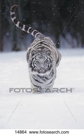 Tigre Blanc Panthera Tigris Courant Dans Neige Image Fotosearch