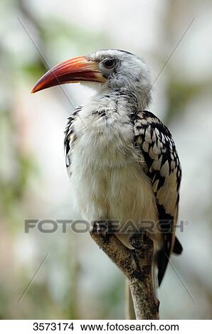 Tockus erythrorhynchus perching on branch, close-up View Large Photo Image Picture - Tockus erythrorhynchus perching on branch, close-up . Fotosearch