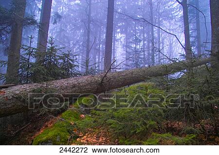 Stock Image - Toppled tree in forest . Fotosearch