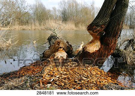 Tree at lakeside, Germany View Large Photo Image Stock Image - Tree at lakeside, Germany . Fotosearch