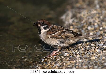 Stock Photograph - Tree Sparrow (Passer montanus) bird on pebbles, Bavarian Forest National Park, Bavaria, Germany . Fotosearch