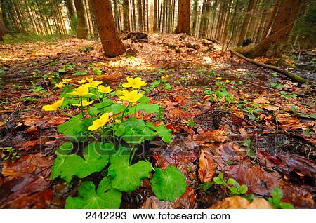 Tree trunks in forest, Germany View Large Photo Image Stock Image - Tree trunks in forest, Germany . Fotosearch