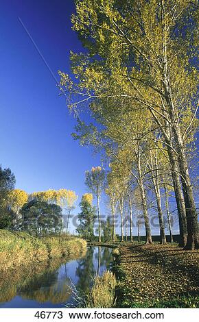 Stock Image - Trees along canal . Fotosearch