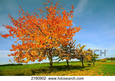 Trees in field, Bavaria, Germany View Large Photo Image Stock Image - Trees in field, Bavaria, Germany . Fotosearch