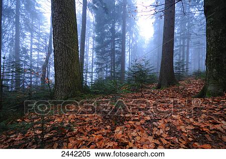 Trees in forest View Large Photo Image Stock Photography - Trees in forest . Fotosearch