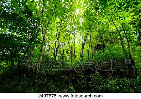 Trees in forest, Styria, Austria View Large Photo Image Stock Photography - Trees in forest, Styria, Austria . Fotosearch