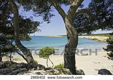 Stock Image - Trees on beach, Cote Bleue, Provence-Alpes-Cote d'Azur, France . Fotosearch