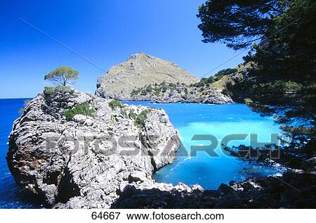 Stock Photo - Trees on cape, Sa Colabra, Mallorca, Balearic Islands, Spain . Fotosearch