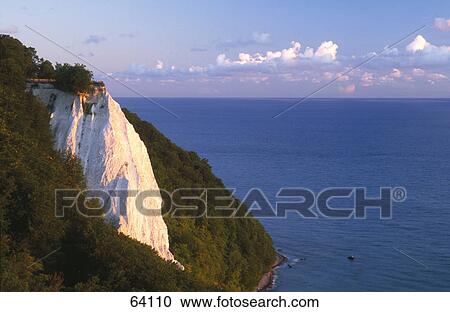 Stock Image - Trees on chalk cliff, Baltic Sea Islands, Schleswig-Holstein, Germany . Fotosearch