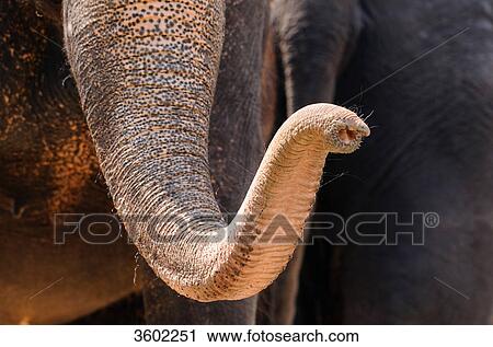Stock Image - Trunk of an elephant, Elephas maximus . Fotosearch