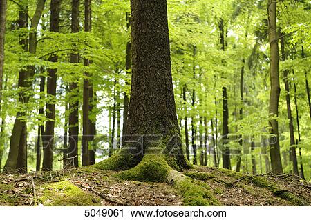 Trunk of Norway Spruce (Picea abies) View Large Photo Image Stock Image - Trunk of Norway Spruce (Picea abies) . Fotosearch