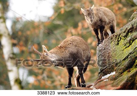 Stock Image - Two Alpine ibex (Capra ibex ibex) climbing on rocks, Bavaria, Germany, low angle view . Fotosearch