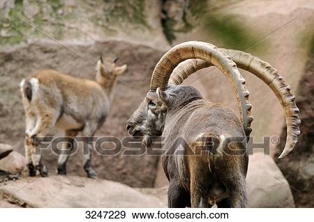 Two Alpine ibexes (Capra ibex), rear view  View Large Photo Image Stock Photo - Two Alpine ibexes (Capra ibex), rear view . Fotosearch
