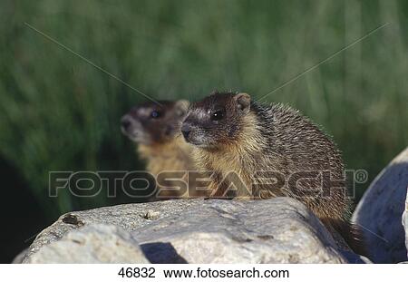 Two Alpine marmots (Marmota marmota) on rock, Arizona, USA View Large Photo Image Stock Image - Two Alpine marmots (Marmota marmota) on rock, Arizona, USA . Fotosearch