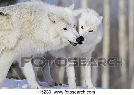 Two Arctic Wolves (Canis lupus arctos) standing in snow, Ontario, Canada View Large Photo Image Stock Image - Two Arctic Wolves (Canis lupus arctos) standing in snow, Ontario, Canada . Fotosearch