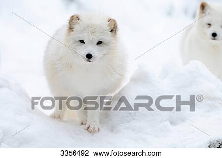 Two artic foxes (Alopex lagopus) in the snow, Bavaria, Germany, front view View Large Photo Image Stock Image - Two artic foxes (Alopex lagopus) in the snow, Bavaria, Germany, front view . Fotosearch