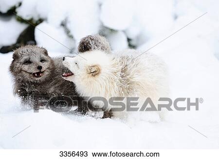 Two artic foxes (Alopex lagopus) fighting in the snow, Bavaria, Germany View Large Photo Image Stock Image - Two artic foxes (Alopex lagopus) fighting in the snow, Bavaria, Germany . Fotosearch