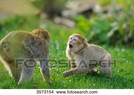 Picture - Two Barbary Macaques (Macaca sylvanus) in meadow . Fotosearch