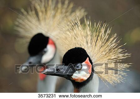 Stock Image - Two Black Crowned Cranes (Balearica pavonina), close-up . Fotosearch