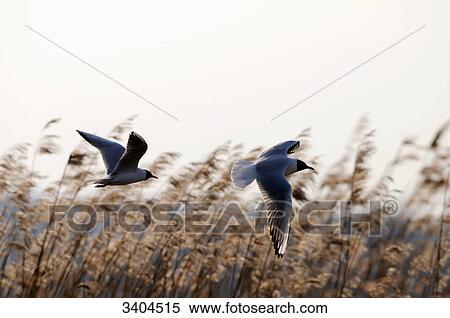 Stock Photography - Two Black-headed (Larus ridibundus) gulls flying, Franconia, Germany . Fotosearch