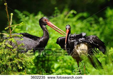 Stock Photography - Two black storks, Ciconia nigra, Bavarian Forest, Bavaria, Germany, Europe . Fotosearch