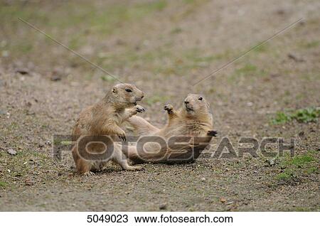 Two Black-tailed prairie dogs (Cynomys ludovicianus) View Large Photo Image Stock Image - Two Black-tailed prairie dogs (Cynomys ludovicianus) . Fotosearch