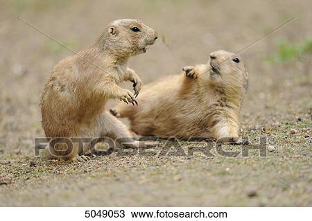 Stock Image - Two Black-tailed prairie dogs (Cynomys ludovicianus) . Fotosearch
