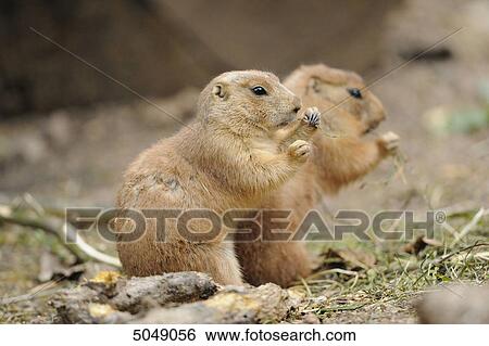 Two Black-tailed prairie dogs (Cynomys ludovicianus) View Large Photo Image Stock Photograph - Two Black-tailed prairie dogs (Cynomys ludovicianus) . Fotosearch