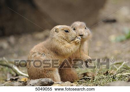 Two Black-tailed prairie dogs (Cynomys ludovicianus) View Large Photo Image Stock Photography - Two Black-tailed prairie dogs (Cynomys ludovicianus) . Fotosearch