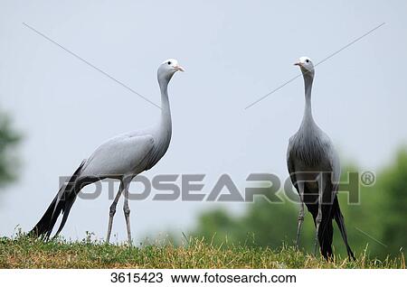 Two Blue Cranes (Anthropoides paradiseus) in a meadow View Large Photo Image Stock Image - Two Blue Cranes (Anthropoides paradiseus) in a meadow . Fotosearch