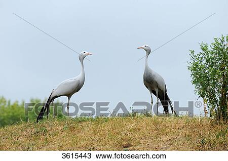Stock Image - Two Blue Cranes (Anthropoides paradiseus) in a meadow . Fotosearch
