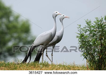 Stock Photo - Two Blue Cranes (Anthropoides paradiseus) in a meadow . Fotosearch